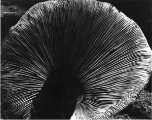 Mushroom by Edward Weston